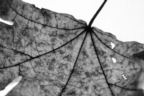 Close-up of maple autumn leaf on white in monochrome Foto stock