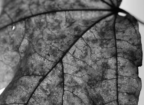 Close-up of maple autumn leaf on white in monochrome Stock Photos