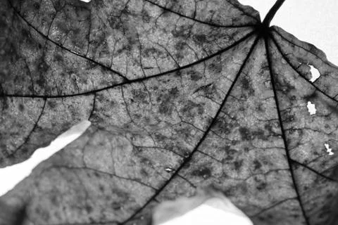 Close-up of maple autumn leaf on white in monochrome Stock Photos