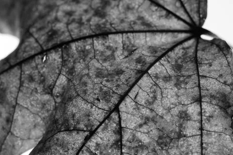 Close-up of maple autumn leaf on white in monochrome Stock Photos