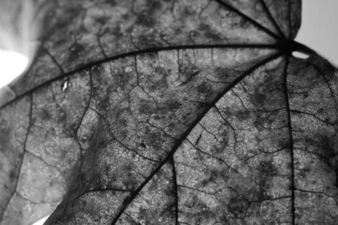 Close-up of maple autumn leaf on white in monochrome Stock Photos