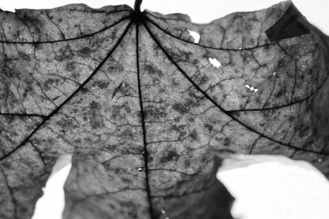 Close-up of maple autumn leaf on white in monochrome Stock Photos