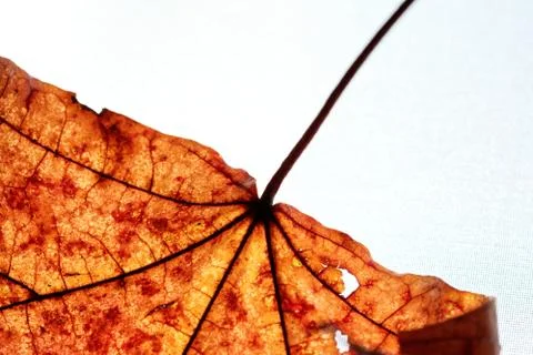 Close-up of maple autumn leaf on white Stock Photos