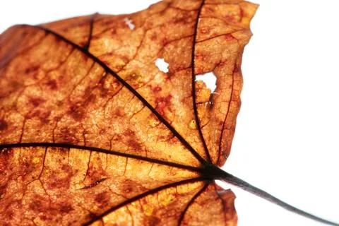 Close-up of maple autumn leaf on white Stock Photos