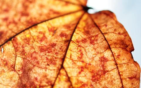 Close-up of maple autumn leaf on white Stock Photos
