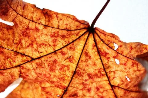 Close-up of maple autumn leaf on white Stock Photos
