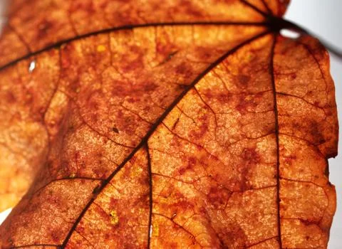 Close-up of maple autumn leaf on white Stock Photos