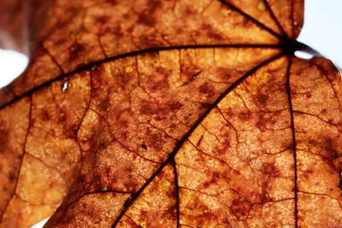 Close-up of maple autumn leaf on white Stock Photos
