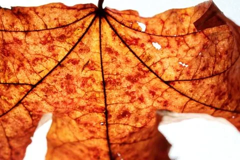 Close-up of maple autumn leaf on white Stock Photos