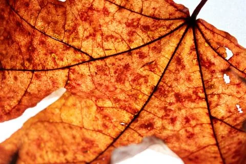 Close-up of maple autumn leaf on white Stock Photos
