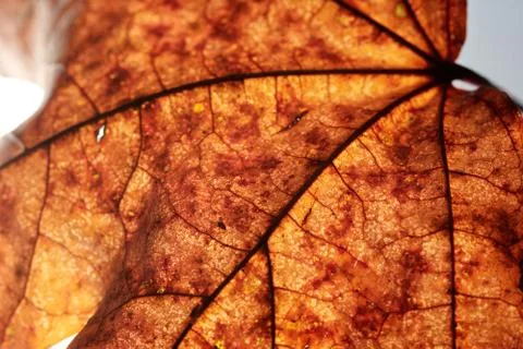 Close-up of maple autumn leaf on white Stock Photos