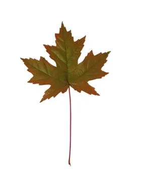 Close-up of maple autumn leaf on white Stock Photos