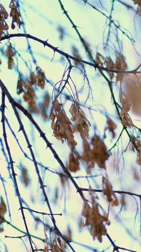 Close-up, maple branches, without leaves, bare branches. Dry seeds hanging from Stock Footage 318463591