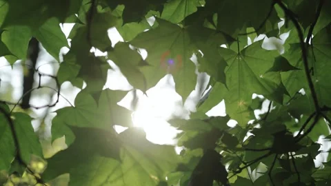 Close-up of an maple green leaf in the forest on summer, warm sun rays through Stock Footage 259869639