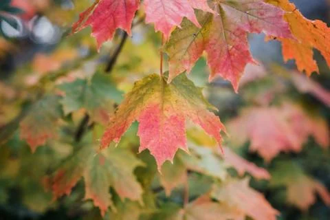 Close up of a maple leaf changing colour in fall Stock Photos