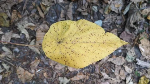 Close up of a maple leaf falling in slow motion 库存影片 143443765