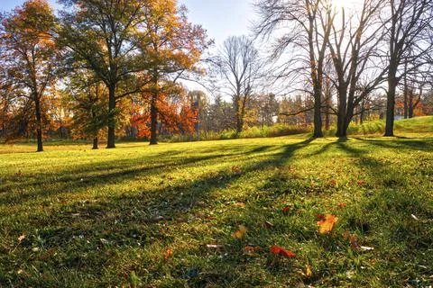 Close-up Of Maple Leaf On Field During Autumn Stock Photos