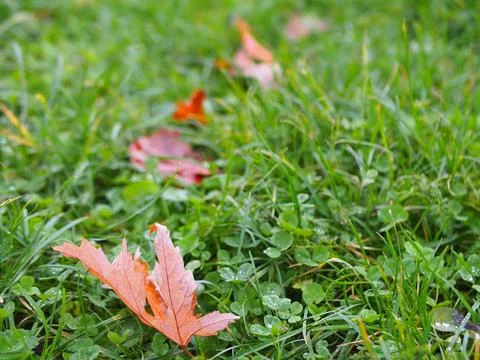Close up of a maple leaf on grass and clover in Bonn, Germany in December Foto stock
