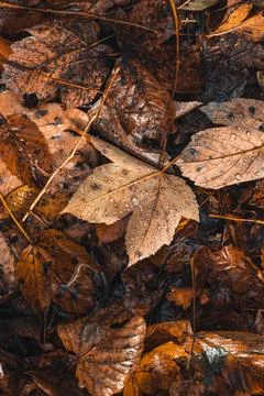 Close-up of a maple leaf lying on the ground in a pile of leaves. Detail of t Stock Photos