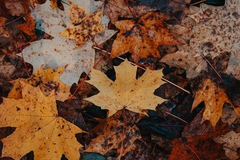 Close-up of a maple leaf lying on the ground in a pile of leaves. Detail of t Stockfoto's