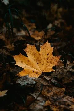 Close-up of a maple leaf lying on the ground in a pile of leaves. Detail of t 스톡 사진