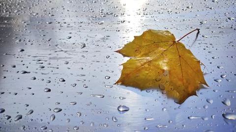 Close-up of a maple leaf on a metallic surface on a rainy day Stock Photos