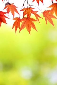 Close up of maple leaf Stock Photos