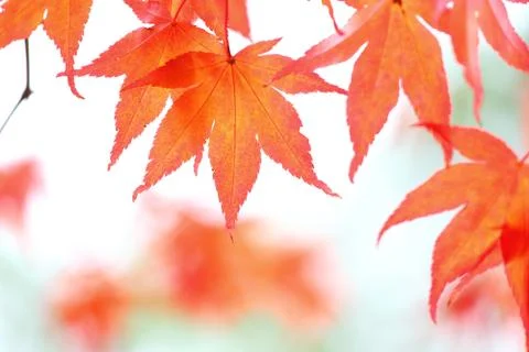 Close up of maple leaf Stock Photos