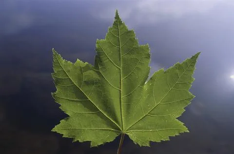 Close-up of a maple leaf Stock Photos
