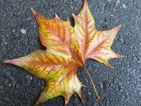 Close-up of a maple leaf Foto stock