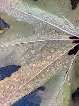 Close-up of a maple leaf with raindrops Stock Photos