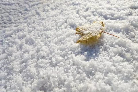 Close-up of a maple leaf with snow on the surface Stock Photos