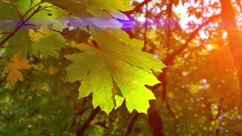 Close Up Maple Leaf Tree Beautiful Sunset Autumn Fall Landscape Park Colorful Stock Footage 84692465