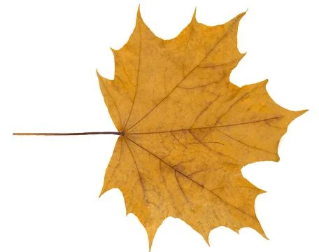 Close-up of maple leaf on white background Stock Illustration