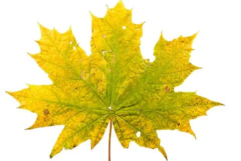 Close up of maple leave in state of withering Stock Photos