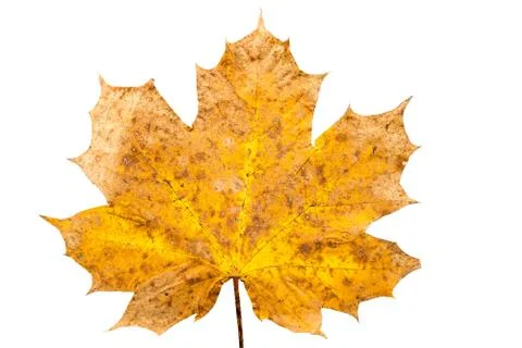 Close up of maple leave in state of withering Stock Photos