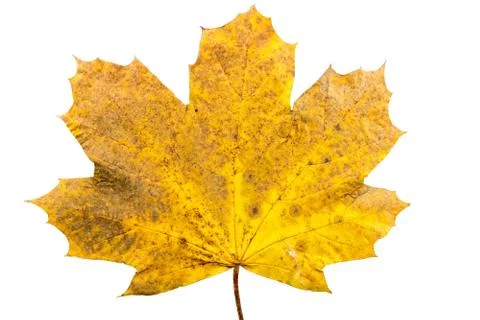 Close up of maple leave in state of withering Stock Photos