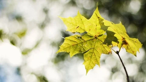 Close up of maple leaves in autumn with shallow depth of field Stock Footage 95941574