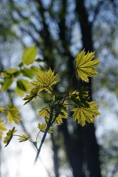 Close-up of maple leaves with blurred background. Sun in the frame. Stock Photos