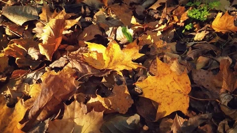 Close-up maple leaves on fallen dry autumn foliage 4K Stock Footage 346189362