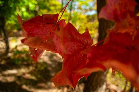 A Close-up of Maple Leaves That Have Changed Color in the Fall Stock Photos