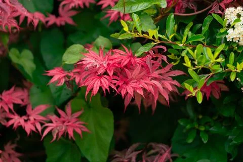 Close-up of maple leaves Фото