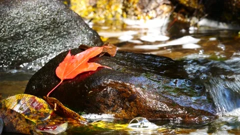 Close up maple leaves in the rock over the waterfall in the forest Stock Footage 149095661