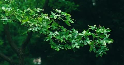 Close up Maple leaves sway in the rain Stock Footage 234053499