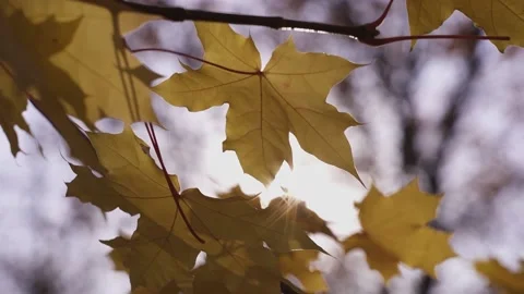 Close-up of maple leaves swaying in the wind in the autumn forest Stock Footage 237304321