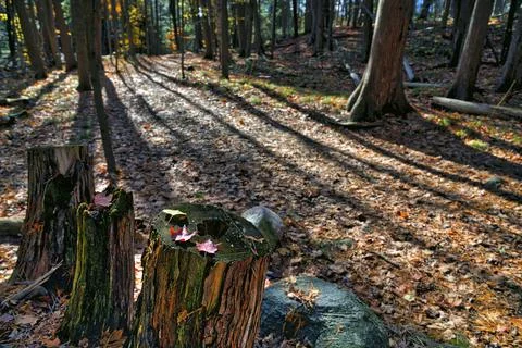 Close up of maple leaves on top of the tree trunk with light and shadow in th Stock Photos
