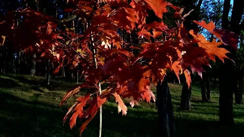 Close up of maple leaves on tree branches gently sways on the wind. Stock Footage 165945654