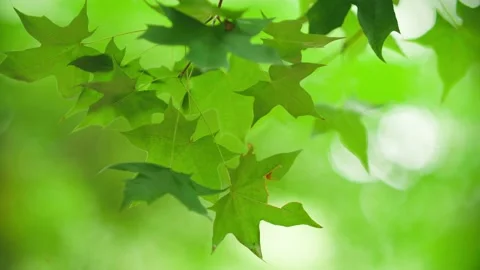 Close-up Maple leaves in the wind Stock Footage 234115323