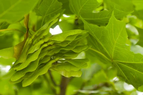 Close-up of maple Stock Photos