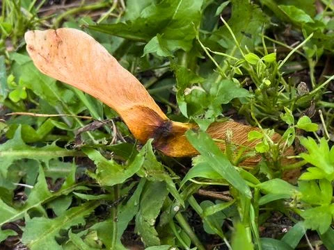 A close-up of a maple seed in the grass Stock Photos